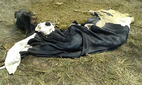 Ladrões de gado voltam a agir em povoado de Campo do Brito